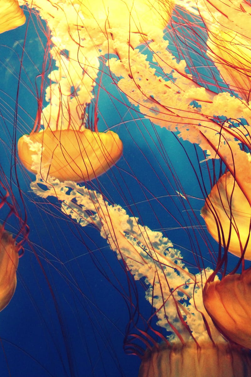 Brightly colored jellyfish swimming gracefully underwater in a vibrant ocean setting.