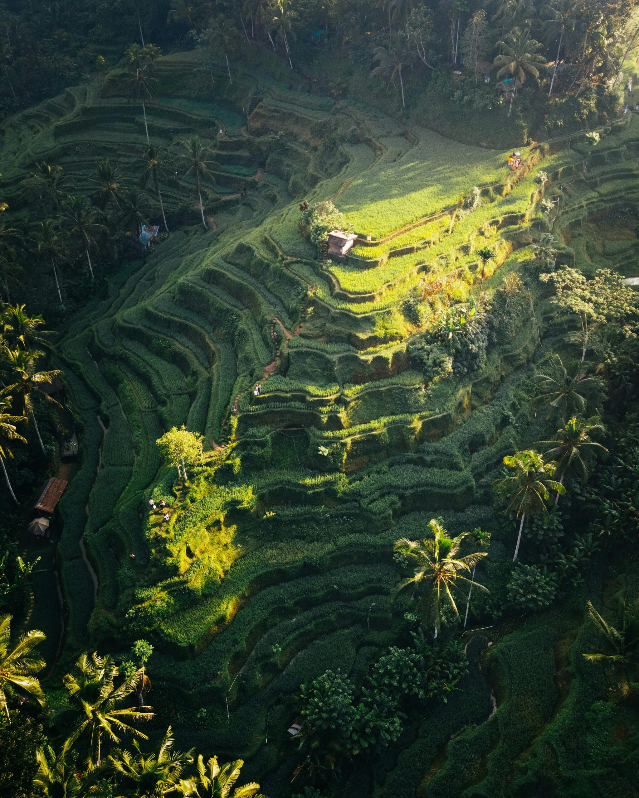 Explore the lush, terraced rice fields of Bali, Indonesia with this breathtaking aerial shot.